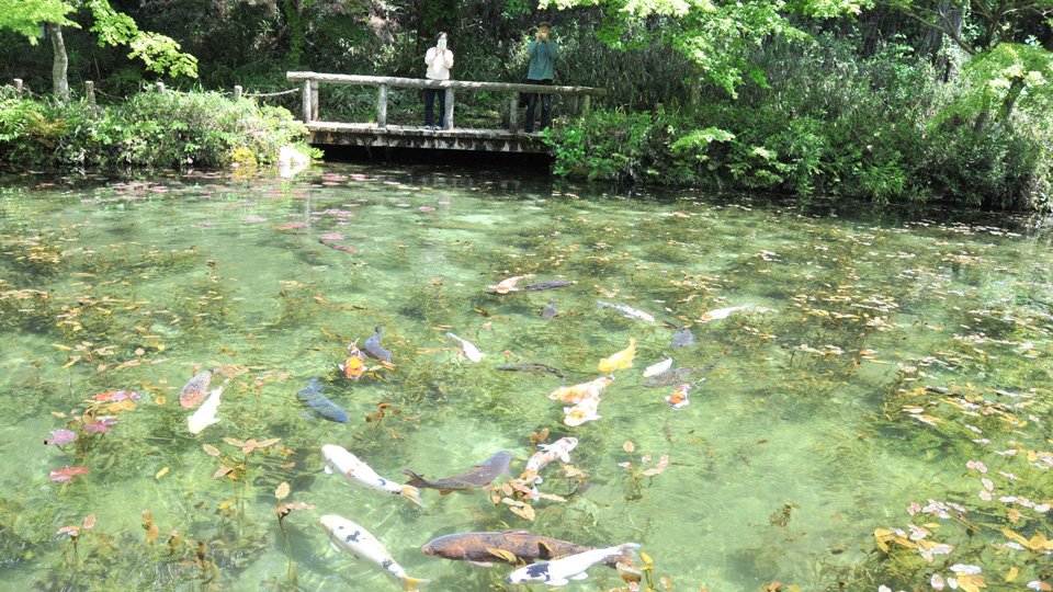 モネの池」遊歩道、舗装で安全に 観光客増え地面下がり対策