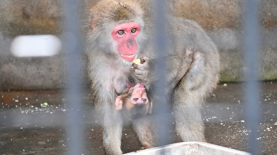 お猿さん様リクエスト　Phal. schilleriana 立葉2株 サルの赤ちゃんやマーラ…動物の名付け親はあなた！美濃市の公園が募集
