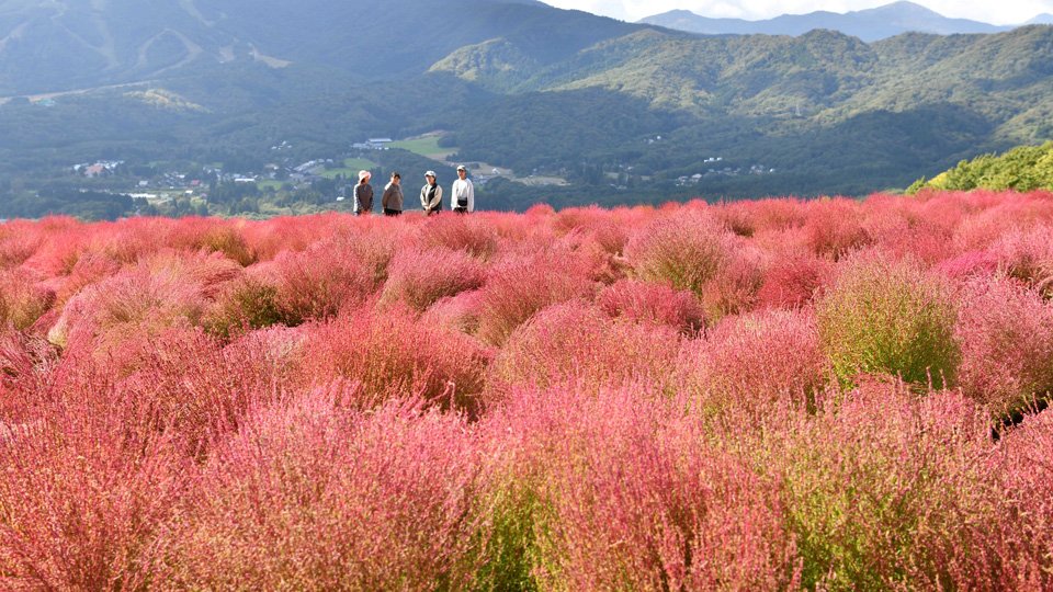 コキア６千株が紅葉に 岐阜・郡上、ひるがのピクニックガーデンで見頃