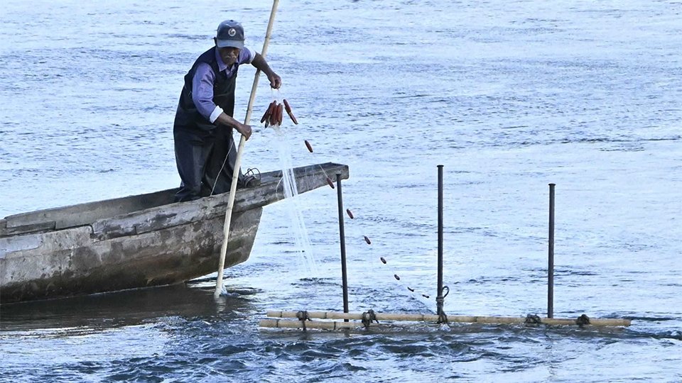 ぎふ魚食の風景】すば網漁 サツキマス、通り道狙う | 岐阜新聞