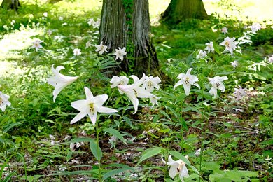 ササユリ、初夏の森に広がる香り 高山市の四十八滝山野草花園 | 岐阜