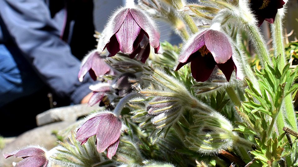 絶滅危惧種「オキナグサ」岐阜・美濃市で開花 住民有志が保護活動