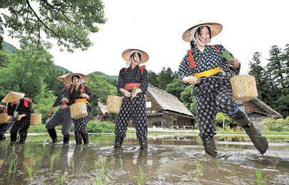 白川郷の合掌家屋を背に早乙女映える 岐阜・白川村で田植え祭り【写真