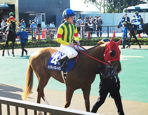 イイネイイネイイネとドミニク 東海ダービーｖ圏内 笠松競馬期待の２頭 岐阜新聞web