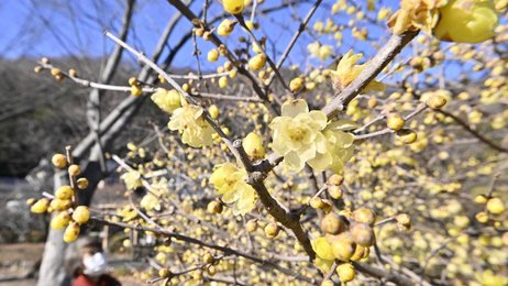 大寒に春の香り 岐阜市でロウバイ咲く 岐阜新聞web